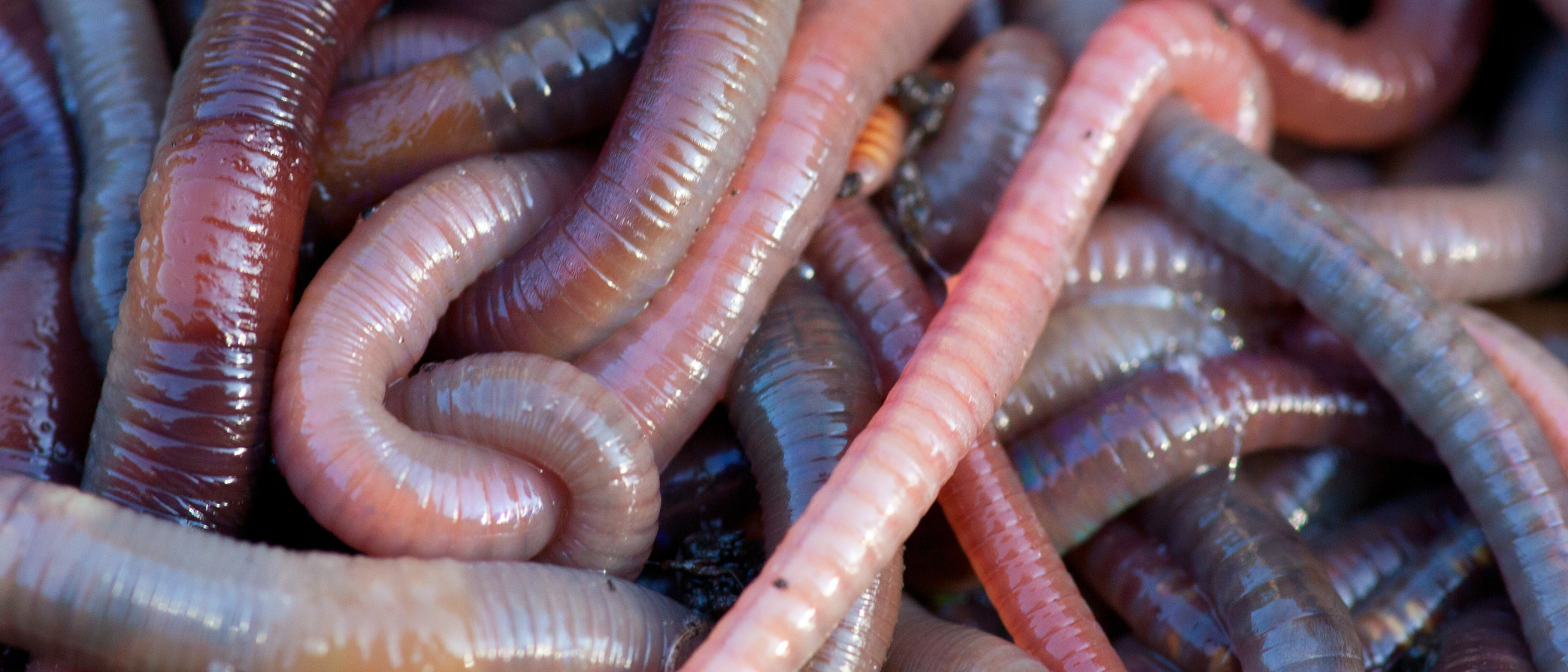 Indian Blue Worms